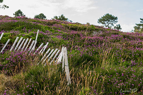Bruyère en fleurs presqu’île de Crozon