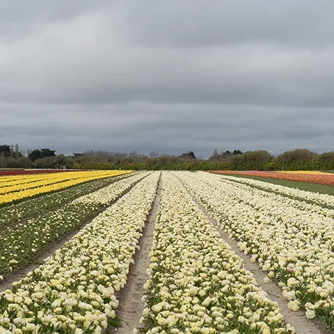 Tulipes blanches en rangées avec lignes de fuite dans un champ au printemps