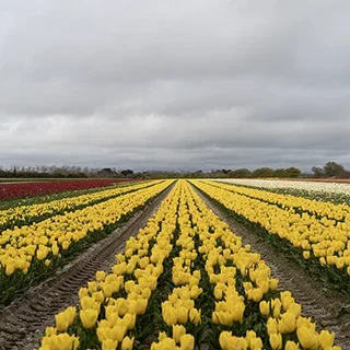 Rangées de tulipes jaunes en perspective à la pointe de la Torche à Plomeur