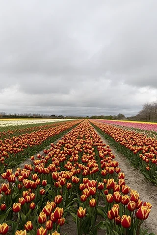 Champ de tulipes rouges et jaunes formant des lignes colorées à Plomeur