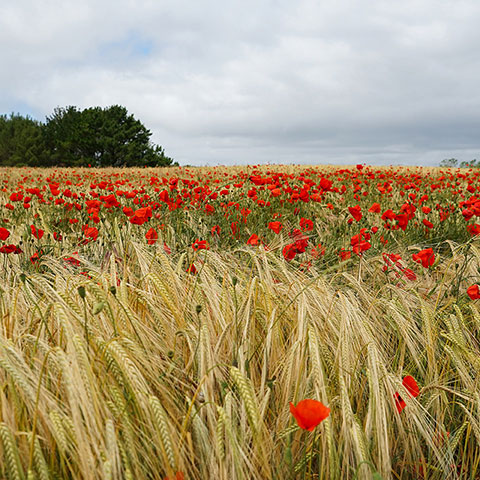 Champ de blé et coquelicots route du vent solaire