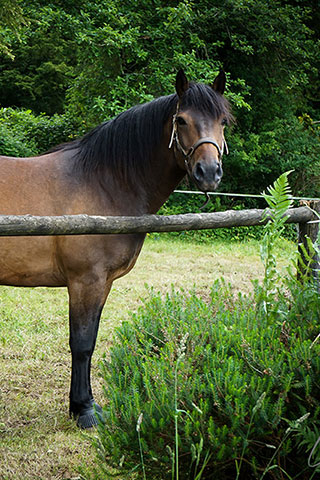 Cheval en liberté à Commana