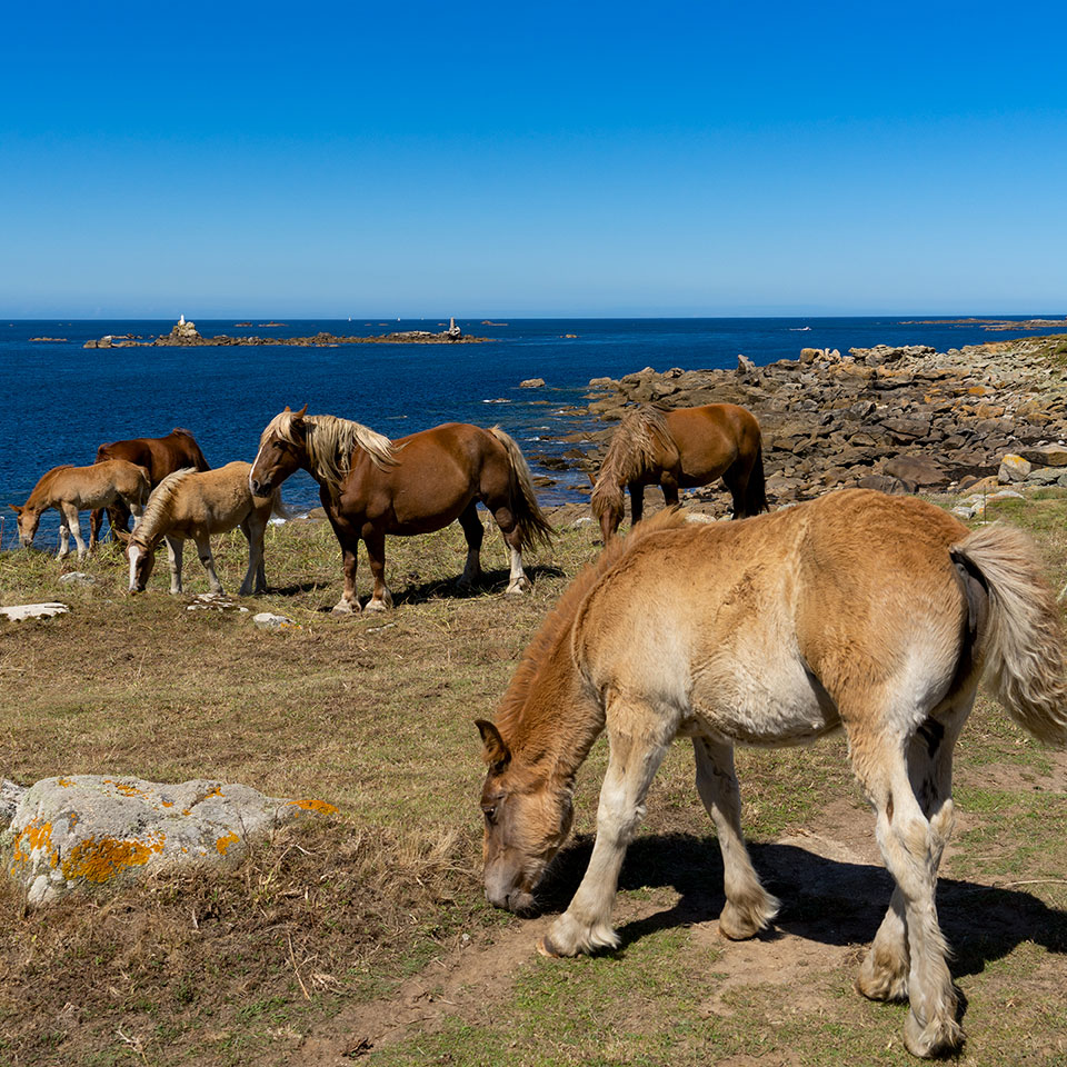 Chevaux sur la route touristique à Landunvez