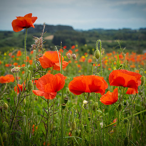Coquelicots sur la presqu’île de Crozon