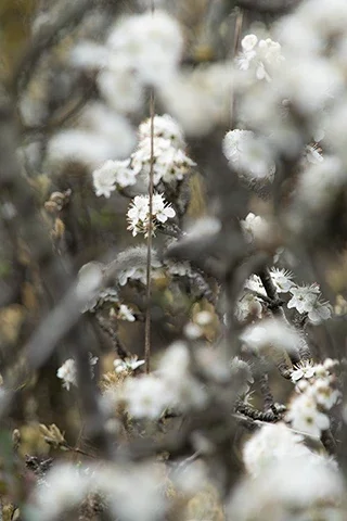 Fleurs blanches avec effet de flou artistique et lumière douce