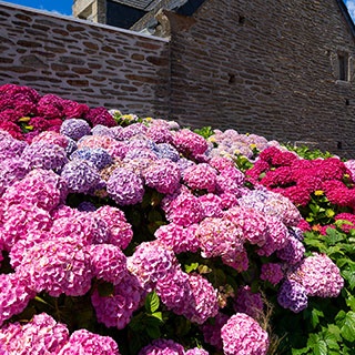Hortensias en fleurs au Conquet
