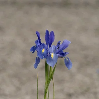 Fleur d’iris bleu isolée avec fond flou