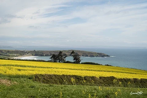 Vue sur la pointe du Bellec depuis un champ de colza en fleurs sur la presqu’île de Crozon