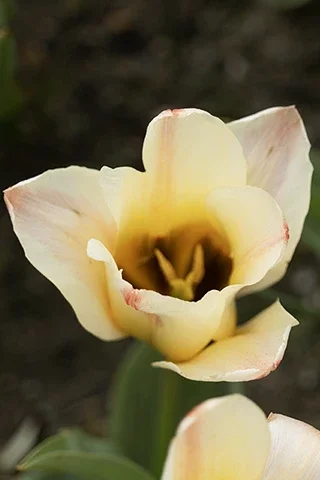 Détail du cœur d’une tulipe jaune et blanche avec fond flou naturel