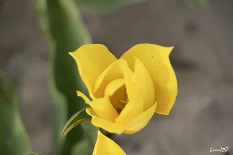 Détail du cœur d’une tulipe jaune avec fond flou