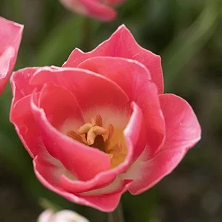 Cœur d’une tulipe rose photographié en macro avec arrière-plan doux