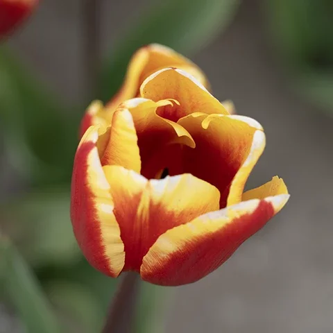 Tulipe bicolore rouge et jaune en gros plan avec profondeur de champ réduite
