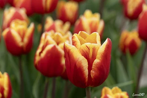 Tulipe rouge et jaune photographiée en gros plan avec profondeur de champ réduite