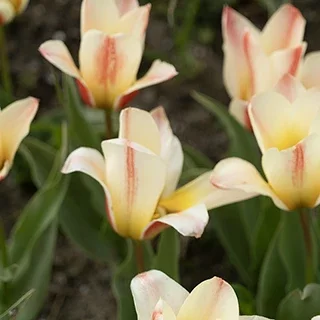 Groupe de tulipes jaunes et blanches dans un massif fleuri
