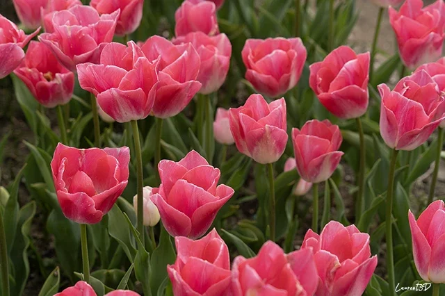 Tulipes roses regroupées en pleine floraison dans un champ au printemps