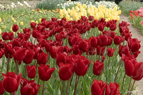 Rangées de tulipes rouges et jaunes dans un champ fleuri au printemps à la Torche