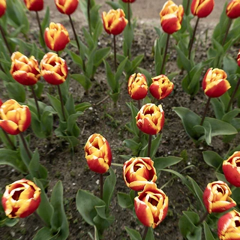 Groupe dense de tulipes rouges et jaunes en pleine floraison