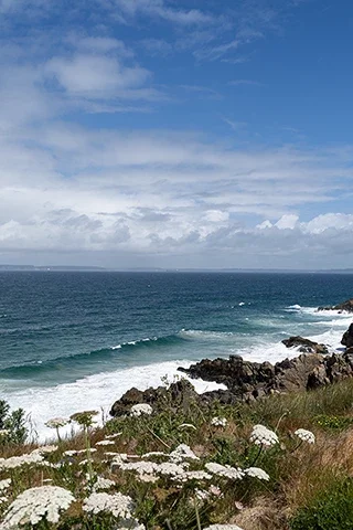 Carottes sauvages au premier plan sur les falaises dominant la mer d'Iroise en Bretagne