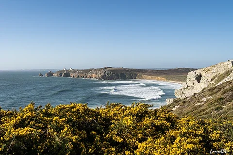 presqu ile de crozon ajoncs en fleurs falaises bretagne finistere mer d iroise vague