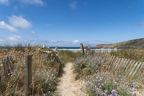 Sentier bordé de giroflées des dunes menant à la Baie des Trépassés dans le Finistère