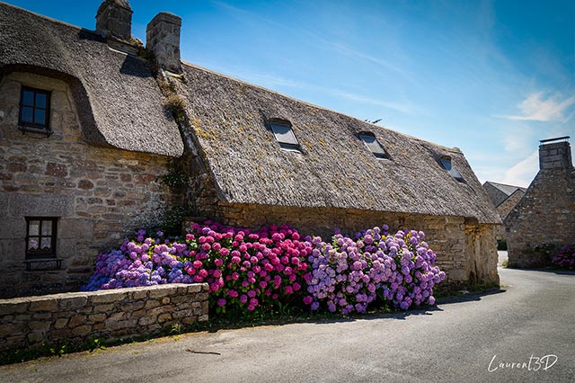 Hortensias et chaumières de Kerascoët à Névez