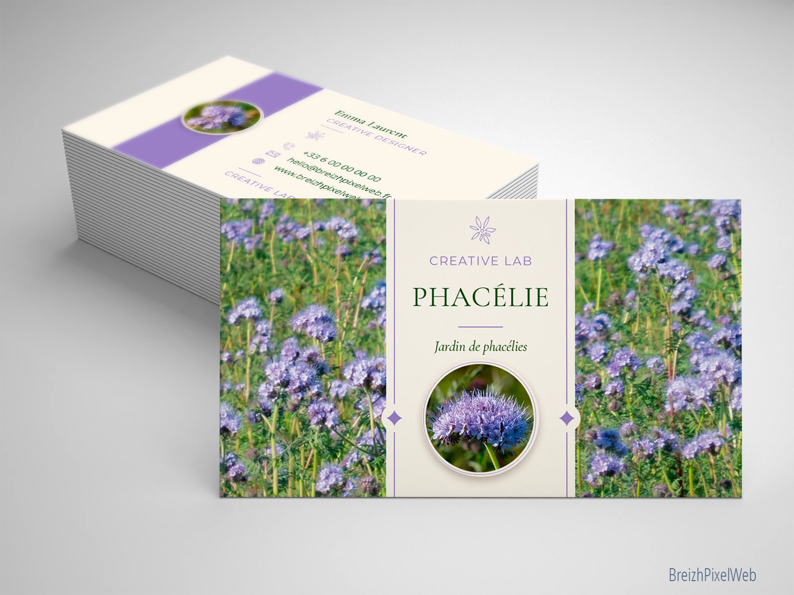 Phacélie