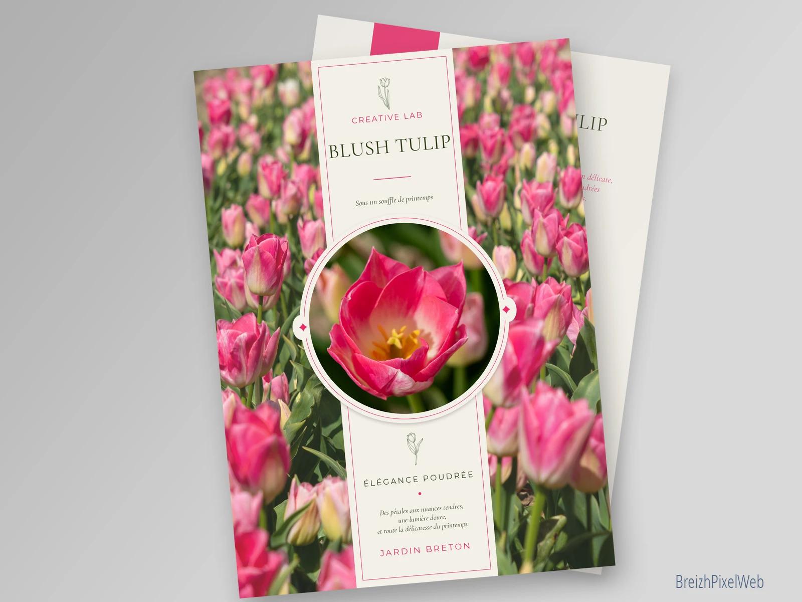 Blush Tulip