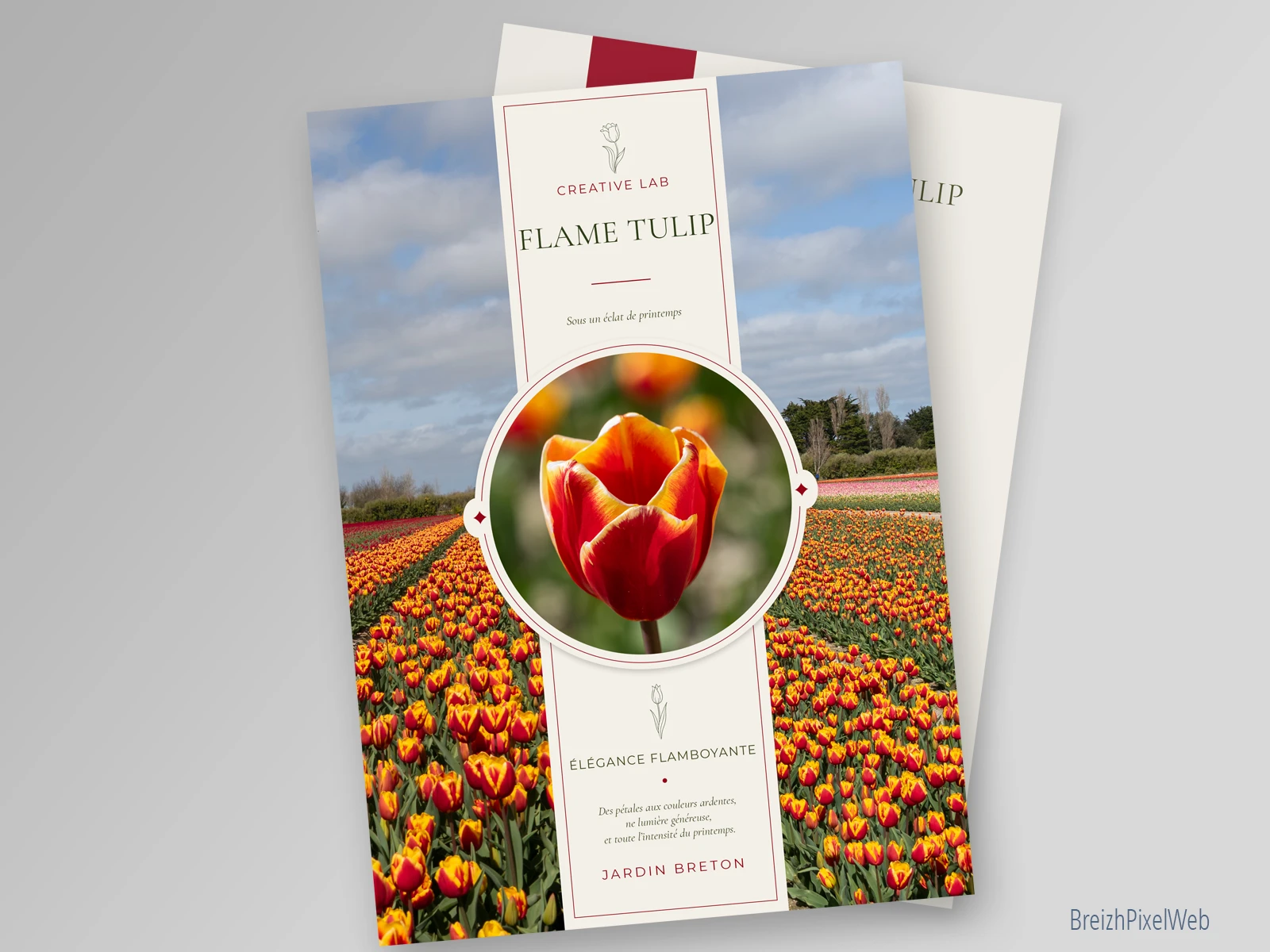 Flame Tulip