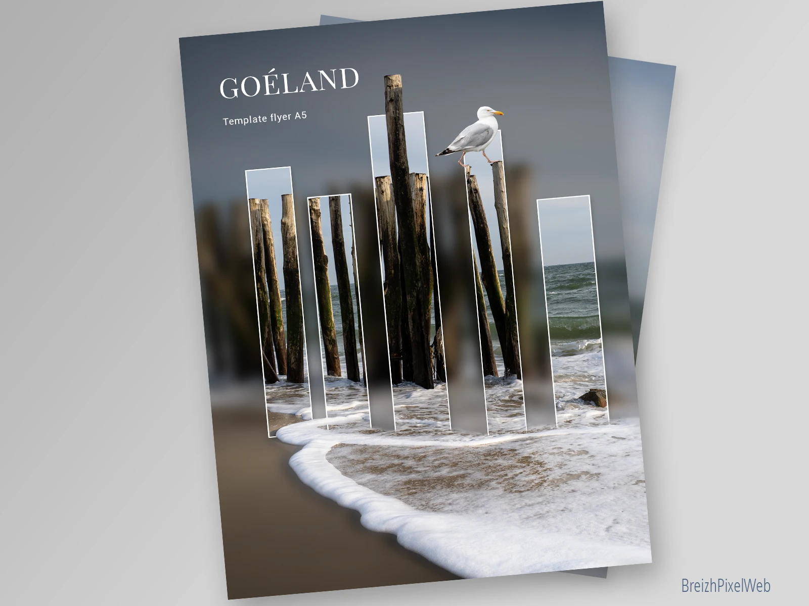 Goéland