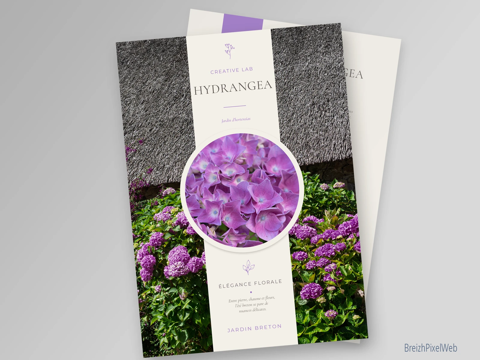 Hydrangea