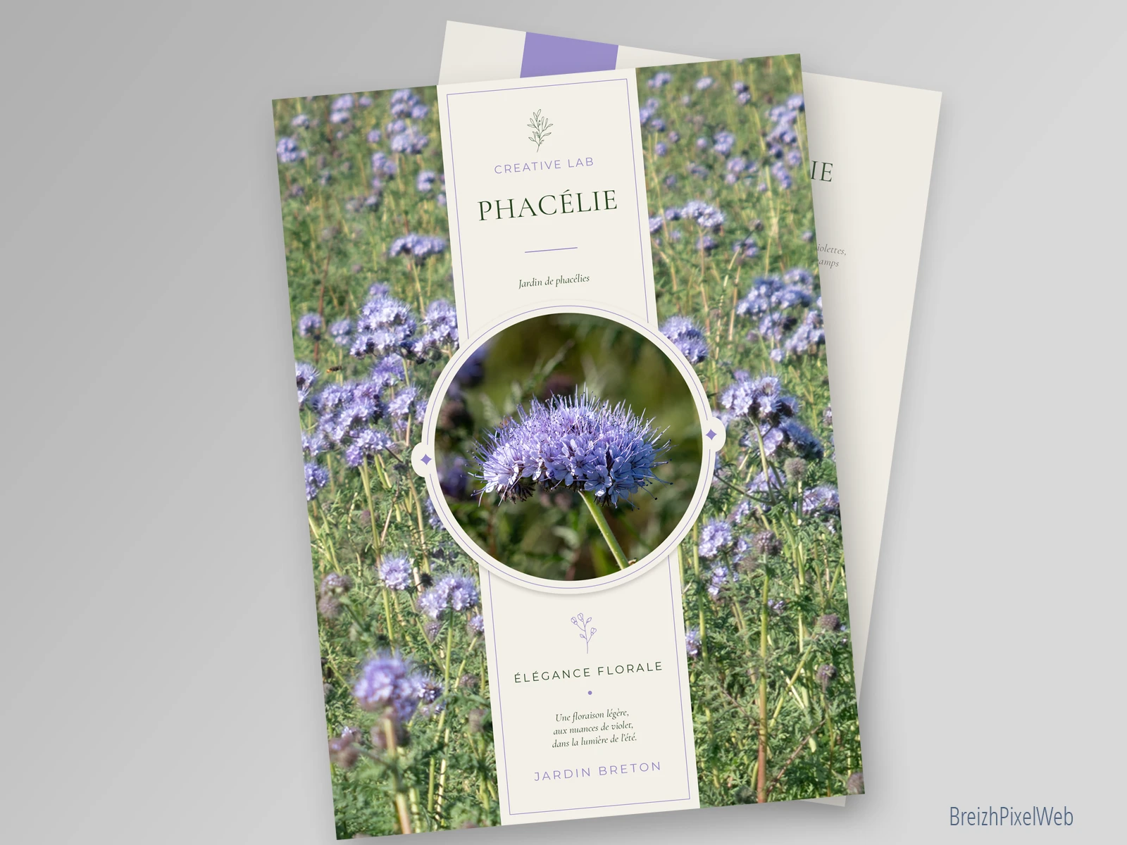 Phacélie