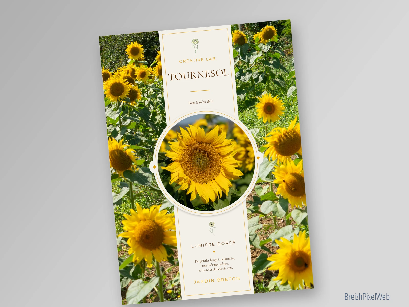 Recto — Tournesol
